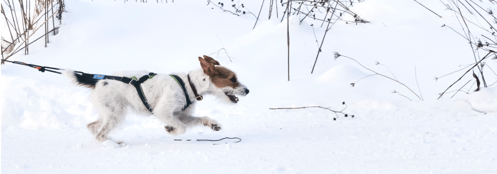 Pulling harness for small&nbsp;dogs
