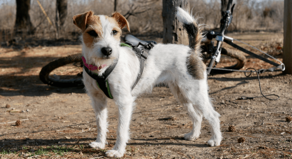 5 things to consider bikejoring with small&nbsp;dogs